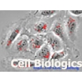 Hamster Primary Kidney Glomerular Endothelial Cells